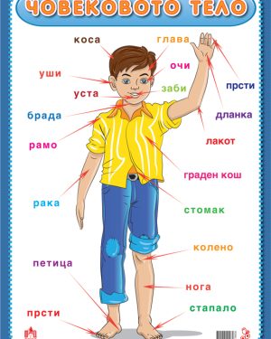 Постер „Човековото тело“