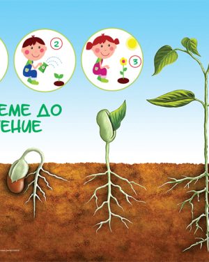 Постер „Од семе до растение“